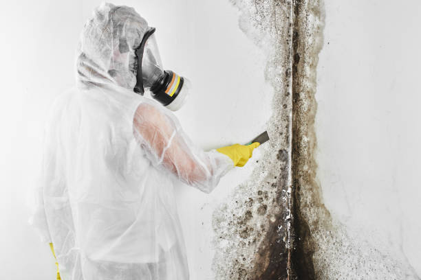 Best Emergency Mold Removal  in Crump, TN