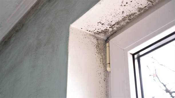 Best Mold Removal Company Near Me  in Crump, TN