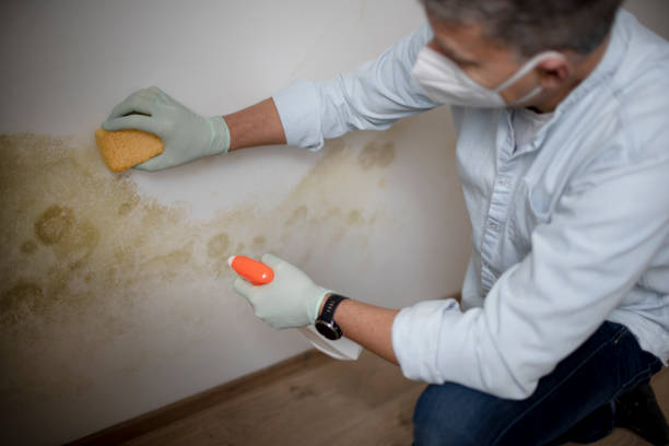 Best Best Mold Removal Companies  in Crump, TN