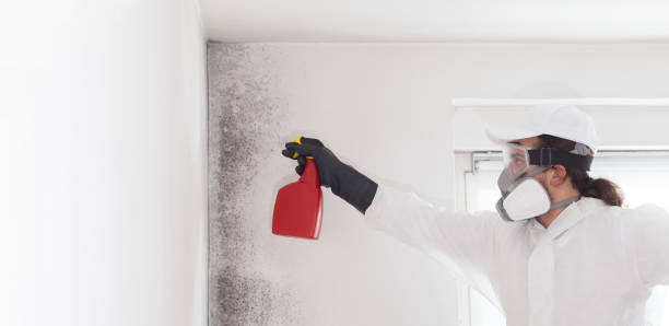 Best Certified Mold Removal  in Crump, TN