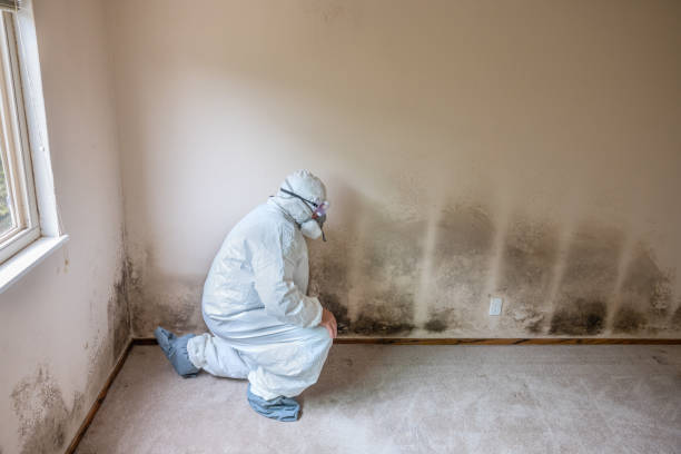 Best Office Mold Removal Services  in Crump, TN