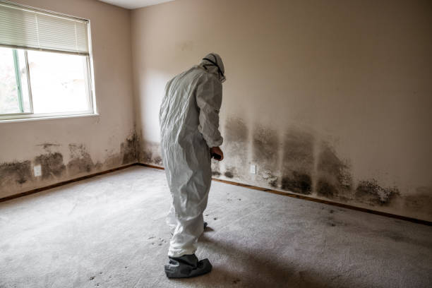 Best Affordable Mold Removal  in Crump, TN