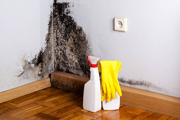 Reliable Crump, TN Mold Removal Solutions