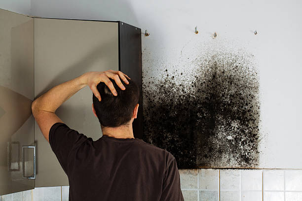 Best Commercial Mold Removal  in Crump, TN