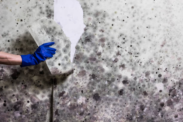 Best Commercial Mold Removal  in Crump, TN