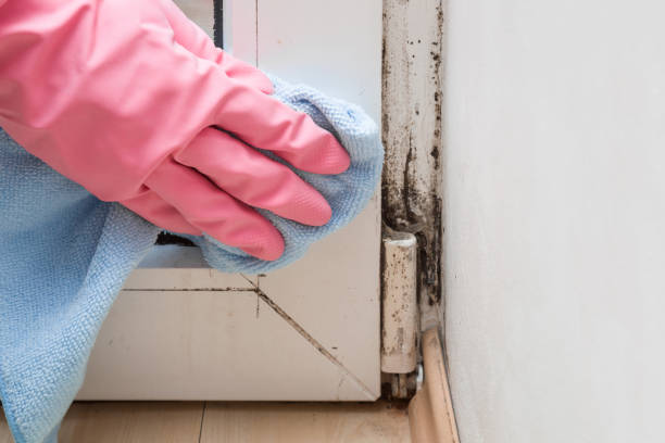 Best Professional Mold Removal  in Crump, TN